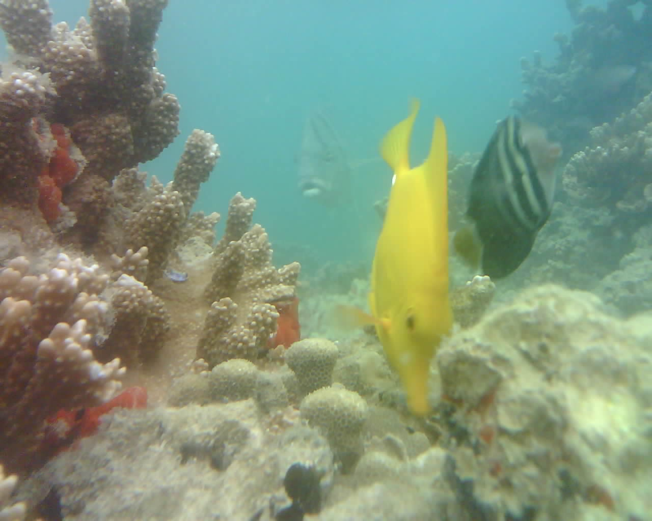 Healthy Reef