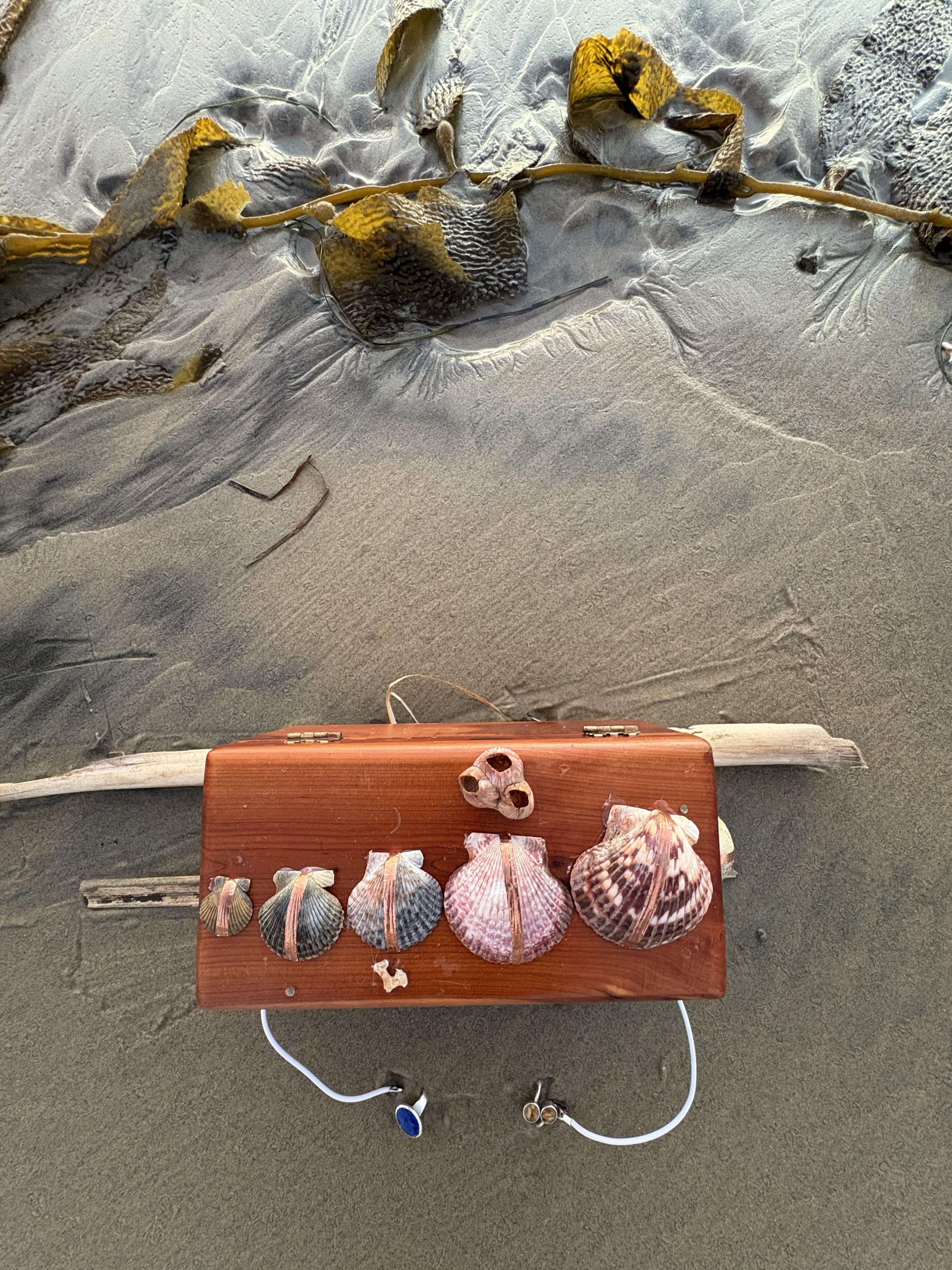 Top view with kelp background